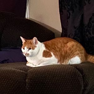 Meet your Posher, Ben